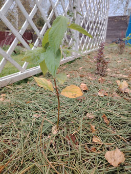 Гортензия метельчатая Коттон Крим