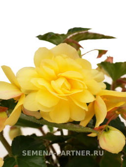 Бегония клубневидная ампельная махровая Софт Лайм - Партнер фото 3