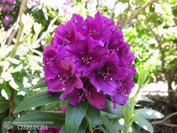 Рододендрон Polarnacht (Поларнахт) - Долина роз фото 3