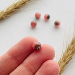 Бусины для украшений из Родохрозита (5 шт)