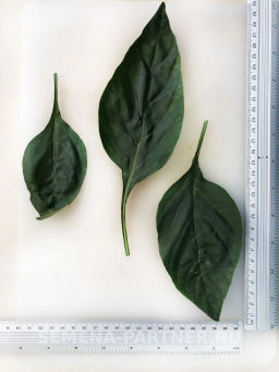 Перец сладкий Регор - Партнер фото 6