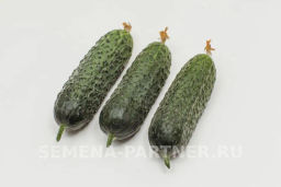 Огурец партенокарпический Директор - Партнер фото 4