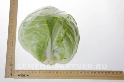Капуста белокочанная раннеспелая Трансфер - Партнер фото 5