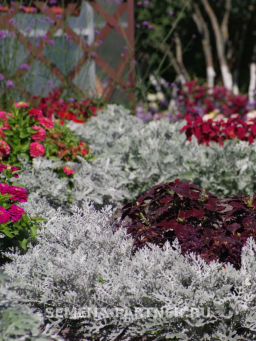 Цинерария приморская Сильвер Фрост - Партнер фото 5