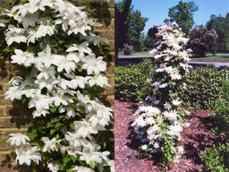 Клематис Вадас Примроуз - Долина роз фото 4