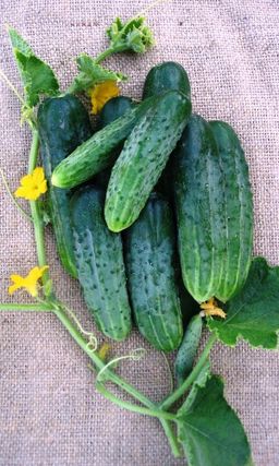 Огурец ФЕНИКС ПЛЮС (большой пакет) Семян в 5 раз больше, чем в обычном пакете!