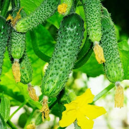 6265U Огурец Спринтер F1 5шт