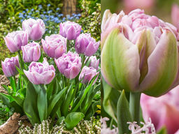 Тюльпан Катинка