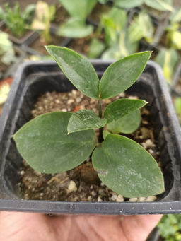 Замиокулькас, горшок 0,3 л - 1000корней фото 2