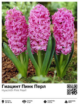 Гиацинт Пинк Перл