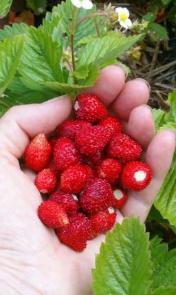 Земляника СКАЗОЧНАЯ Ремонтантная, невероятно сладкая, до 1000 ягод за сезон!