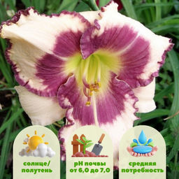 Лилейник Блюберри Крим - Долина роз фото 2