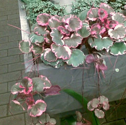 Камнеломка комнатная Триколор