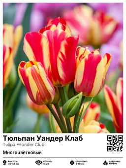 Тюльпан Wonder Club (Многоцветковый) - Голландские луковицы фото 7
