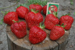 Шарлотта (ремонтантная), рассада клубники