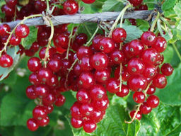 Смородина красная Детван