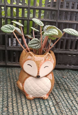 Пеперомия Бурбелла в керамическом кашпо Лисичка1