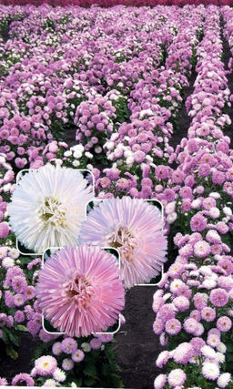 Астра РУМЯНОЕ СОЛНЫШКО Меняет свой цвет, обильное цветение!