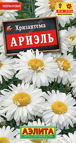 Хризантема Ариэль