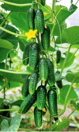 Огурец БОЛЬШОЙ КУШ F1 Длительное плодоношение! Огурчики отличного вкуса, без горечи! Урожайность высокая!