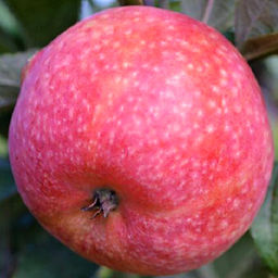 Яблоня Конфетное (саженец с этикеткой) 1шт Яблоня Конфетное (саженец с этикеткой) 1шт