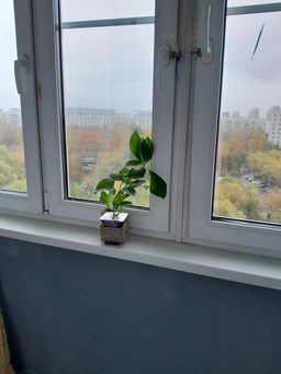 Гортензия крупнолистная Ю энд Ми Форевер