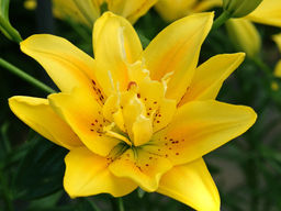 Лилия Фата Моргана - Долина роз фото 2