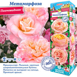 Роза Метаморфоза (Пионовидная) 1шт