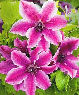 КЛЕМАТИС Карнаби Разбор I Кол-во упак., шт 2