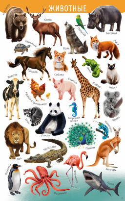 Мои первые развивающие плакаты - Робинс фото 4