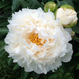 ПИОН Гардения Разбор 2/3 n Кол-во упак., шт 1