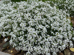 Алиссум ампельный Сноу Вэйв - Партнер фото 4