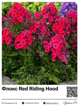 Флокс Red Riding Hood (Метельчатый)