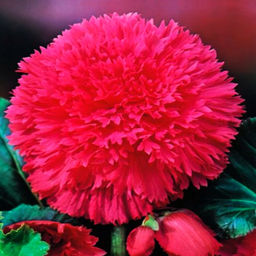 БЕГОНИЯ Бахромчатая Розовая Разбор 5/6 Кол-во упак., шт 3