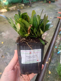 Живучка ползучая Чоклейт Чипс