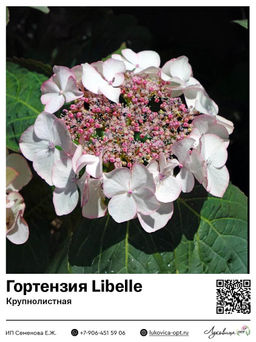 Гортензия крупнолистная Libelle (Либелле)