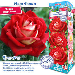 Роза Нью Фэшн (Чайно-гибридная) 1шт