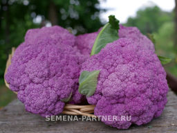Капуста цветная Деперпл (фиолетовый) - Партнер фото 3