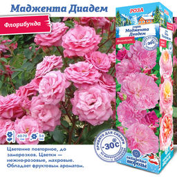 Роза Маджента Диадем (Флорибунда) 1шт