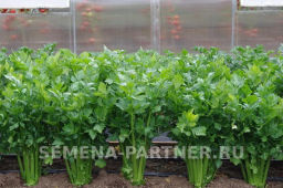 Сельдерей черешковый Малахит - Партнер фото 2