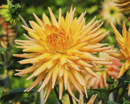 ГЕОРГИНА Голд Краун Разбор I Кол-во упак., шт 1