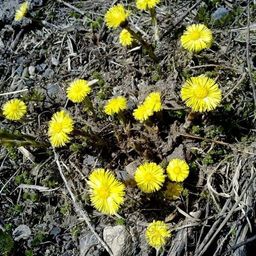 2 шт. Мать-и-мачеха (лист) - Мариславна фото 2