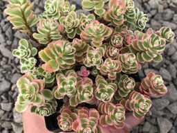 Очиток ложный Триколор - Долина роз фото 2