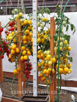 Томат Ренессанс - Партнер фото 3