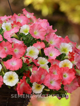 Петуния Изи Вэйв Рози Доун каскадно-ампельная розовая - Партнер фото 5