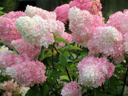 Гортензия метельчатая Vanille Fraise (Ванилла Фрейз)