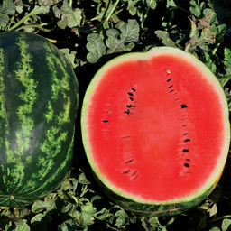 6186U Арбуз Кримсон Спринт F1 5шт