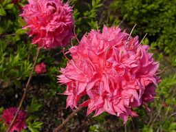Азалия крупноцветковая Homebush (Хоумбуш)