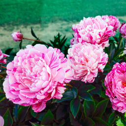 Пион Candy Striped - Голландские луковицы фото 4