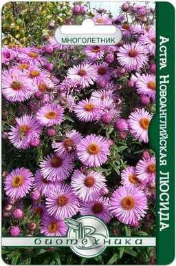 Астра ново-английская Люсида